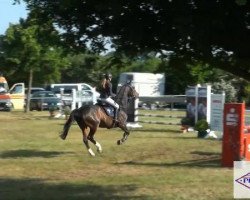 jumper Cryptic Moon (Hanoverian, 2005, from Cranach)