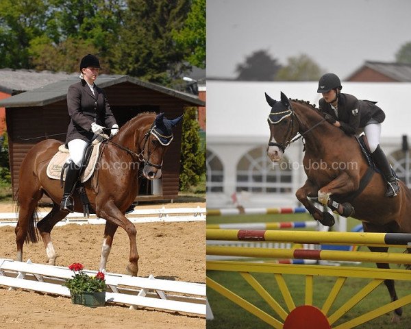 Zuchtstute Whitney (Schweizer Warmblut, 1999, von Don Gregory) Zuchtstute Whitney (Schweizer Warmblut, 1999, von Don Gregory)