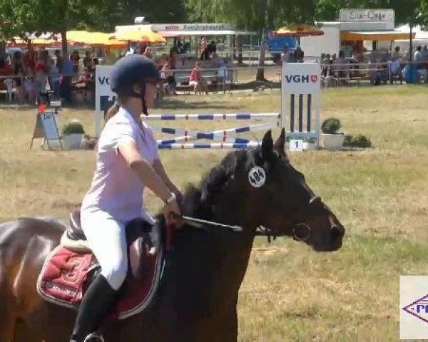jumper Dilly 2 (Connemara Pony, 1998, from Westside Mirah)