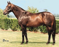 stallion Fit to Fight xx (Thoroughbred, 1979, from Chieftain II xx)