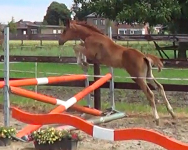 horse Couleur PS Z (Zangersheide riding horse, 2016, from Couleur Rubin)