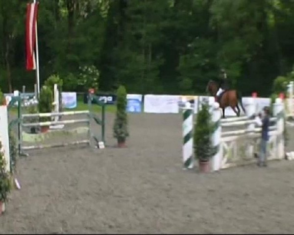 jumper Top Action (Belgian Warmblood, 1996, from Cevin) jumper Top Action (Belgian Warmblood, 1996, from Cevin)