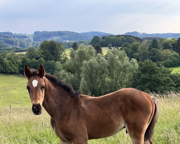 horse Vom selben Stern (Westphalian, 2022, from Vidar)