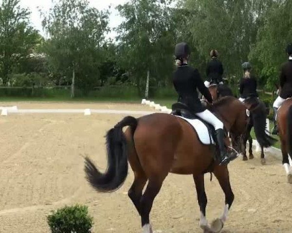 Dressurpferd New Commer (Deutsches Reitpony, 2007, von Nabucco R)