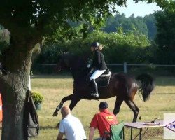 Cavallo da salto Cortina (Oldenburger Cavallo da salto, 2005, di Conceicao)