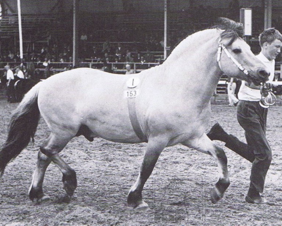 stallion Draublakken F (HE) 75 (Fjord Horse, 1953, from Draug N.1097)