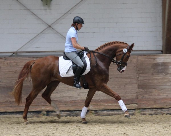 broodmare Frieda M (Westphalian, 2009, from Florenciano 6)