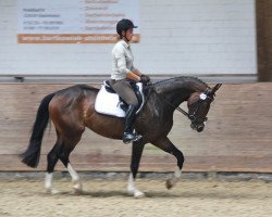 broodmare Piano's Filia (Westphalian, 2009, from Piano II)