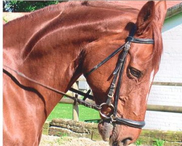 broodmare Pia (Westphalian, 1993, from Piquet)