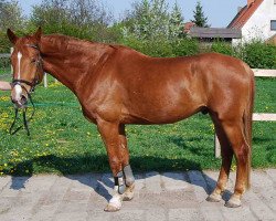 dressage horse Ramazzotti 74 (German Sport Horse, 2004, from Ra 1)