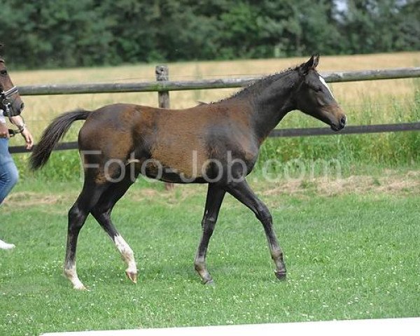 Pferd Oceana (Deutsches Reitpony, 2011, von Kennedy WE)
