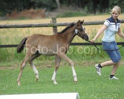 Zuchtstute Kambrina WE (Deutsches Reitpony, 2011, von Kennedy WE)