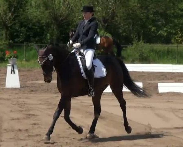 broodmare Rosalie R (Westphalian, 2005, from Riccione)