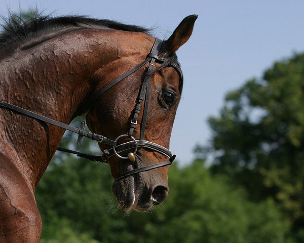 Deckhengst Monsieur AA (Anglo-Araber, 1986, von Muscat AA) Deckhengst Monsieur AA (Anglo-Araber, 1986, von Muscat AA)