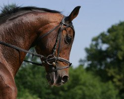 stallion Monsieur AA (Anglo-Arabs, 1986, from Muscat AA)