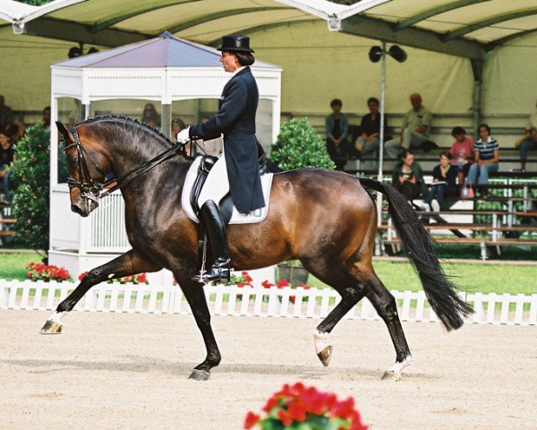 Deckhengst Solero TSF (Trakehner, 1993, von Hyllos)