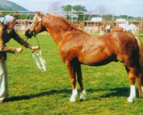 Deckhengst Solway Master Bronze (Welsh Pony (Sek.B), 1959, von Coed Coch Glyndwr)