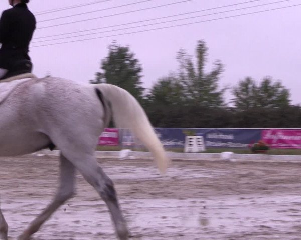 Reitturnier Baschütz bei Bautzen 2022