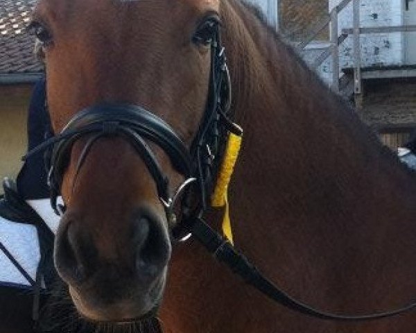 Pferd Dream of Magic (Deutsches Reitpony, 2007, von FS Don't Worry)