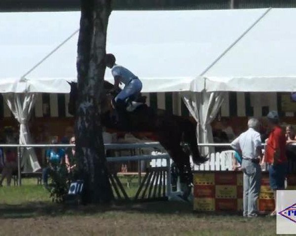 jumper Luiz Gustavo (German Warmblood, 2005, from L Avian)