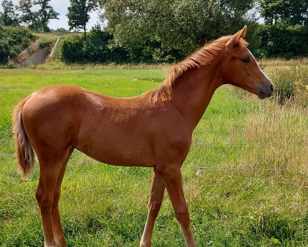 horse Stella (Westphalian, 2022, from Sir Heinrich OLD)