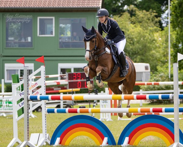 jumper My Pepito (German Riding Pony, 2011, from Mentano K) jumper My Pepito (German Riding Pony, 2011, from Mentano K)