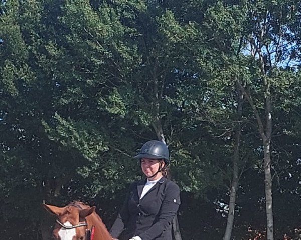 dressage horse Quietschfidel 8 (Hanoverian, 2018, from Quaterhall) dressage horse Quietschfidel 8 (Hanoverian, 2018, from Quaterhall)