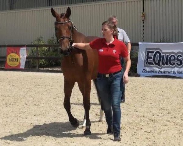 horse Stute D Nr.11 (Westphalian, 2009, from Dumont)