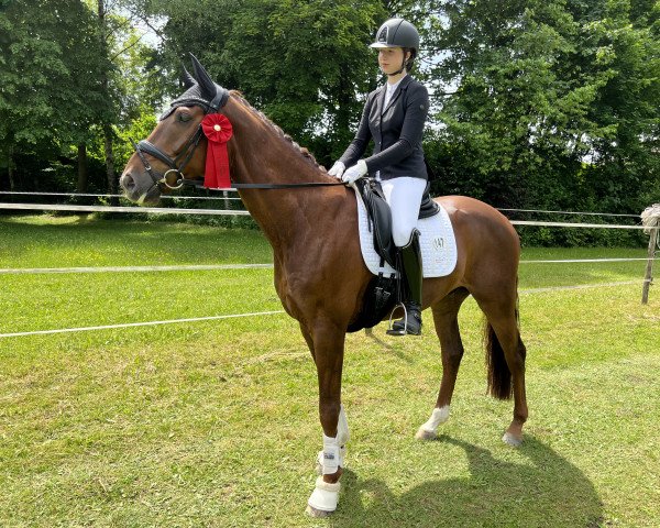 stallion Forrest Gump 136 (Oldenburg, 2016, from Franziskus FRH)