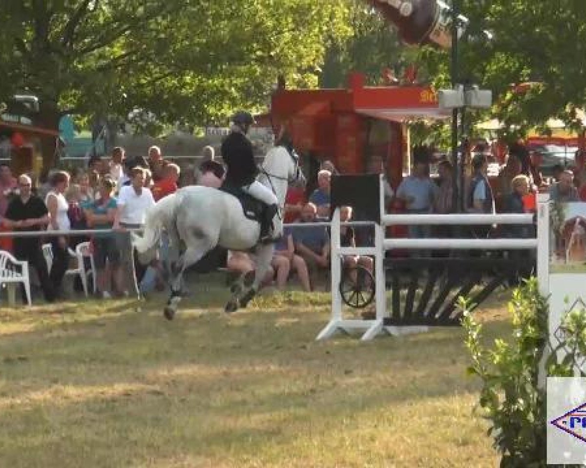 Springpferd Revario (unbekannt, 2000)