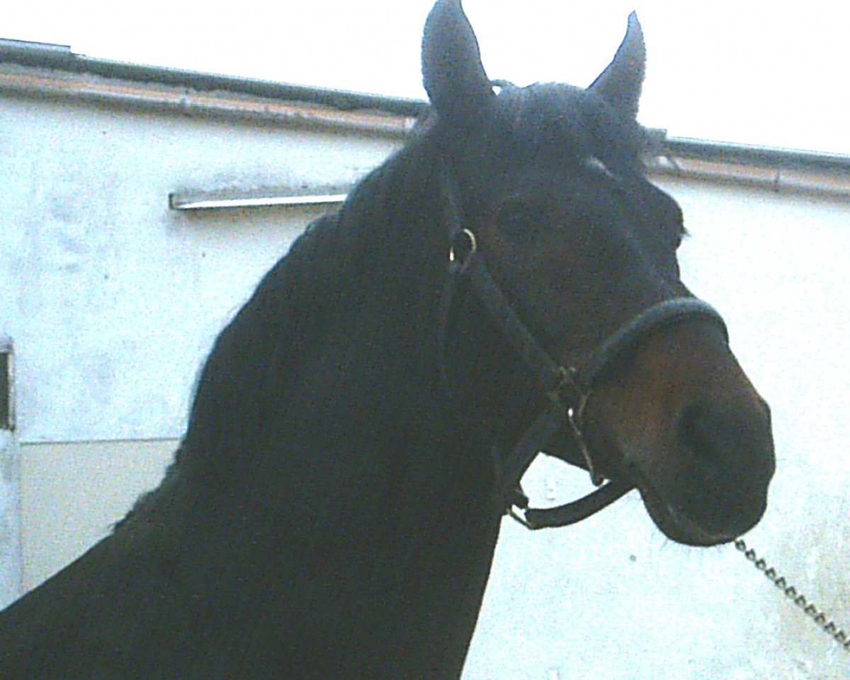 Deckhengst Piano II (Westfale, 1988, von Pilot)