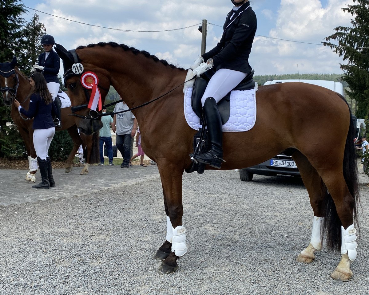 dressage horse Joyful Expression (KWPN (Royal Dutch Sporthorse), 2014, from Expression)