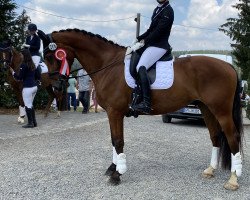 dressage horse Joyful Expression (KWPN (Royal Dutch Sporthorse), 2014, from Expression)