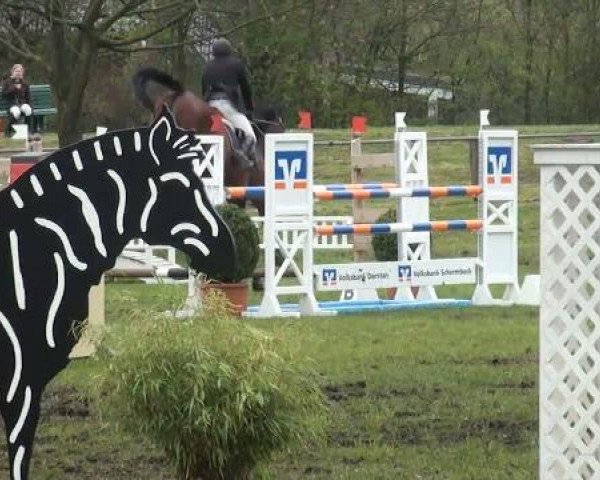 Springpferd Longane Tijeanne (Selle Français, 1999, von Vas Y Donc Longane)