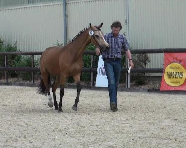 horse Stute D Nr.12 (Westphalian, 2009, from Genesis B)