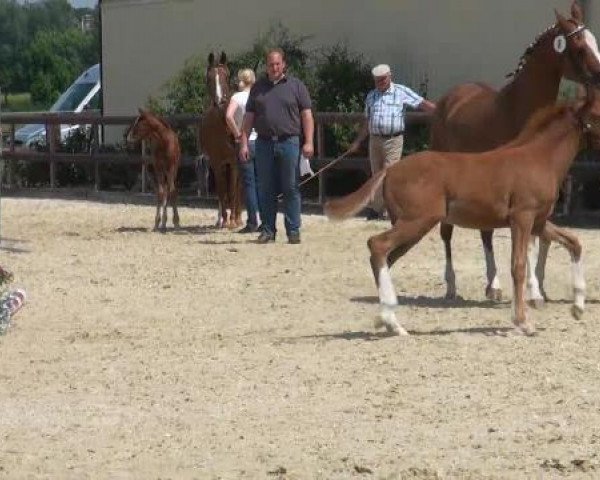 Pferd Campari de Luxe 3 (Deutsches Reitpony, 2012, von FS Champion de Luxe)