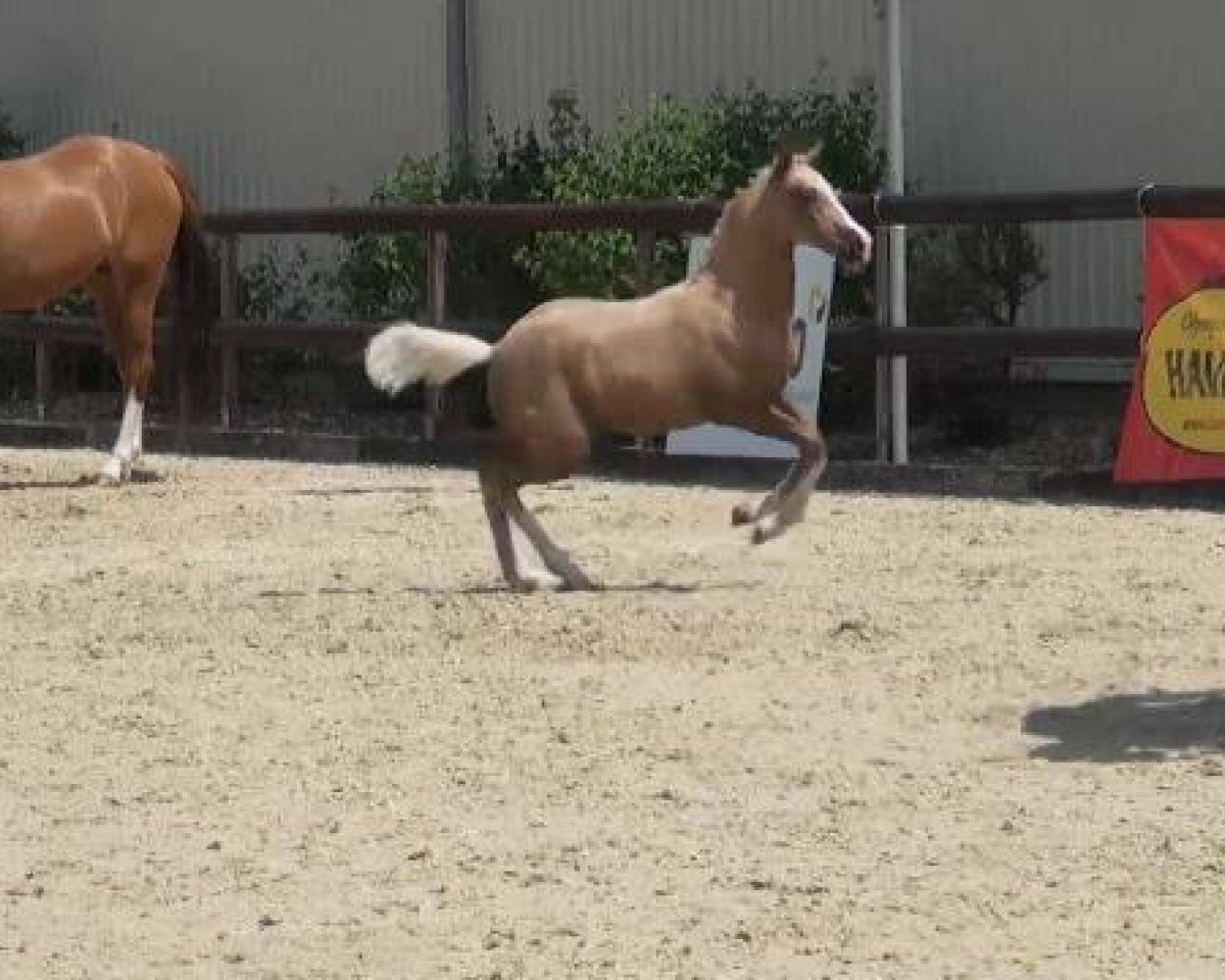 Horse Call Me Cassady (Westphalian, 2012, from Top Carlos Cassini)