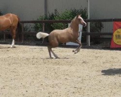 Horse Call Me Cassady (Westphalian, 2012, from Top Carlos Cassini)