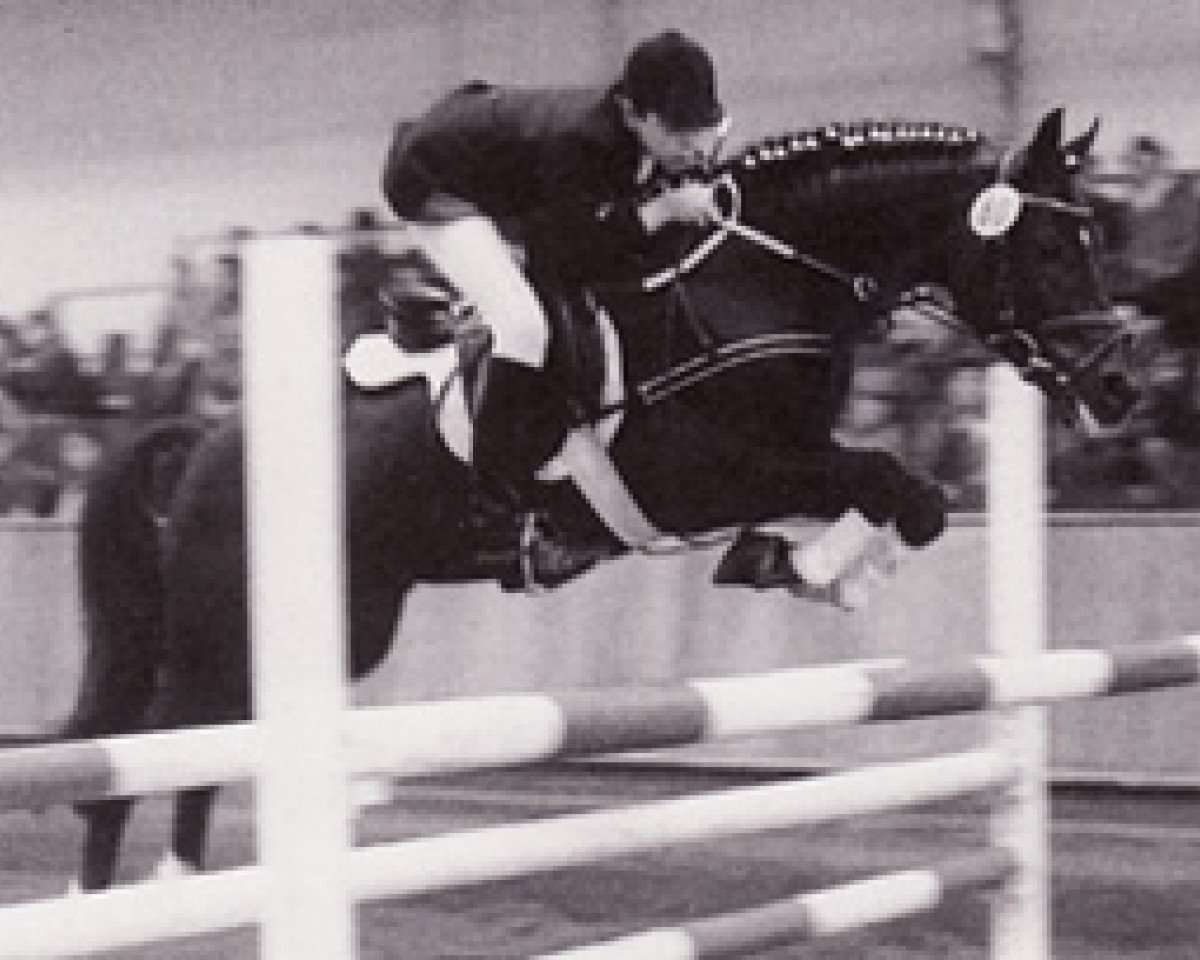 Deckhengst Silvertop's Ricco (Nederlands Welsh Ridepony, 1978, von Catherston Red Gold)
