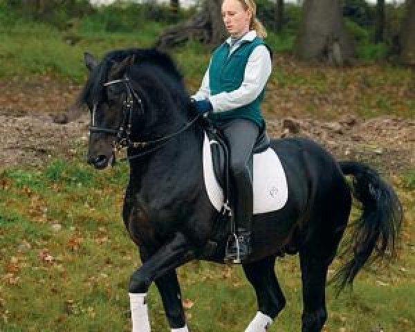 stallion FS Pavarotti (German Riding Pony, 1989, from Power Boy)