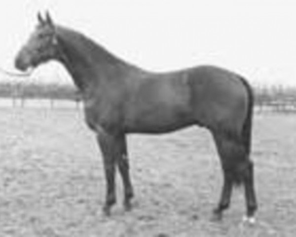 Deckhengst Ufarno (KWPN (Niederländisches Warmblut), 1978, von Farn)