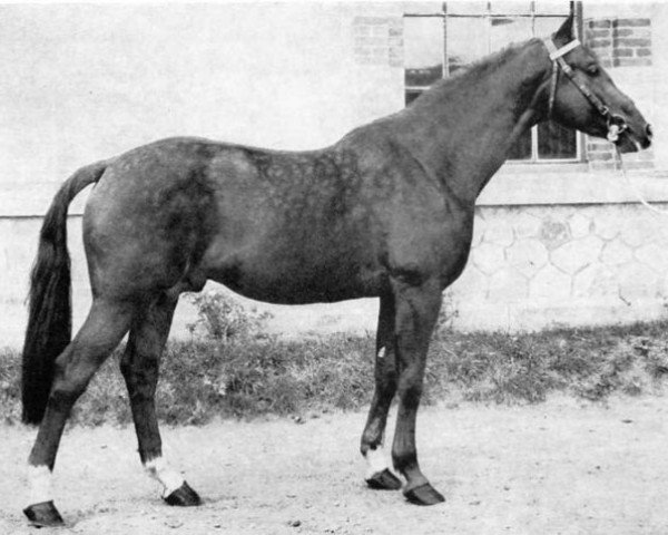 stallion Amour du Bois (Selle Français, 1966, from Quirinal) stallion Amour du Bois (Selle Français, 1966, from Quirinal)