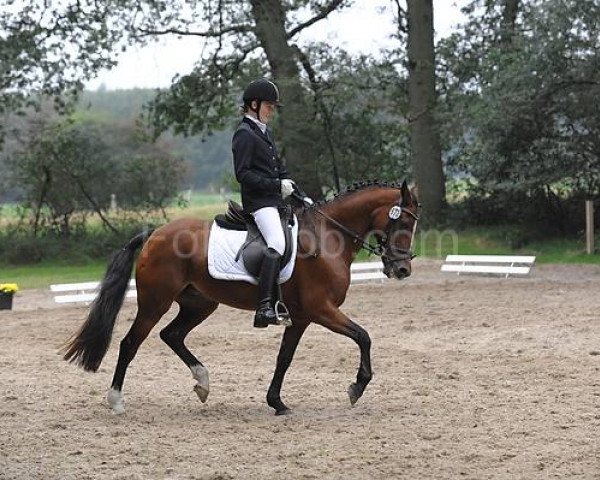 broodmare Binou (Welsh-Cob (Sek. D), 1995, from Llanarth Mostyn Triton)