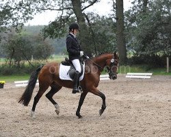 broodmare Binou (Welsh-Cob (Sek. D), 1995, from Llanarth Mostyn Triton)