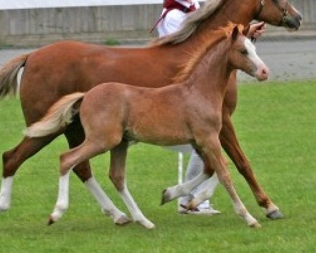 horse Störtebekers Brandino (Welsh-Pony (Section B), 2007, from J.S.Bonsay)