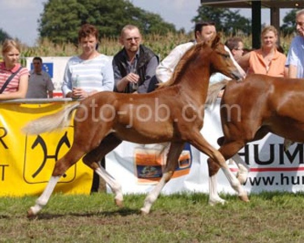 dressage horse Störtebekers Pablo (Welsh-Pony (Section B), 2006, from Priestwood Punchinello)