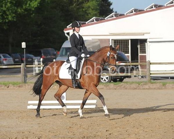 dressage horse Gina Viva K (Hanoverian, 2005, from Graf Top) dressage horse Gina Viva K (Hanoverian, 2005, from Graf Top)