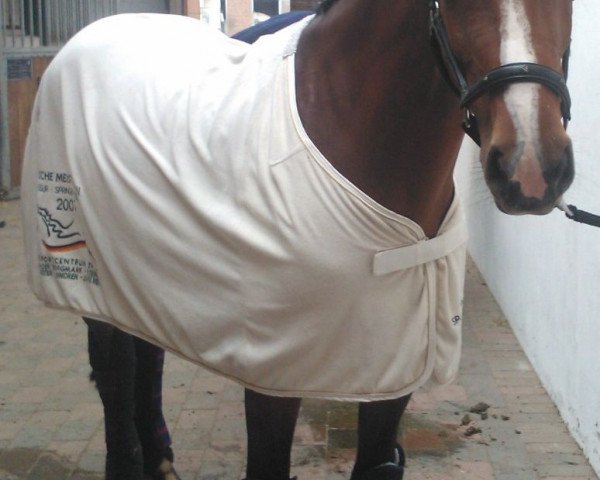 jumper Charmin 3 (Westphalian, 2006, from Collin L)