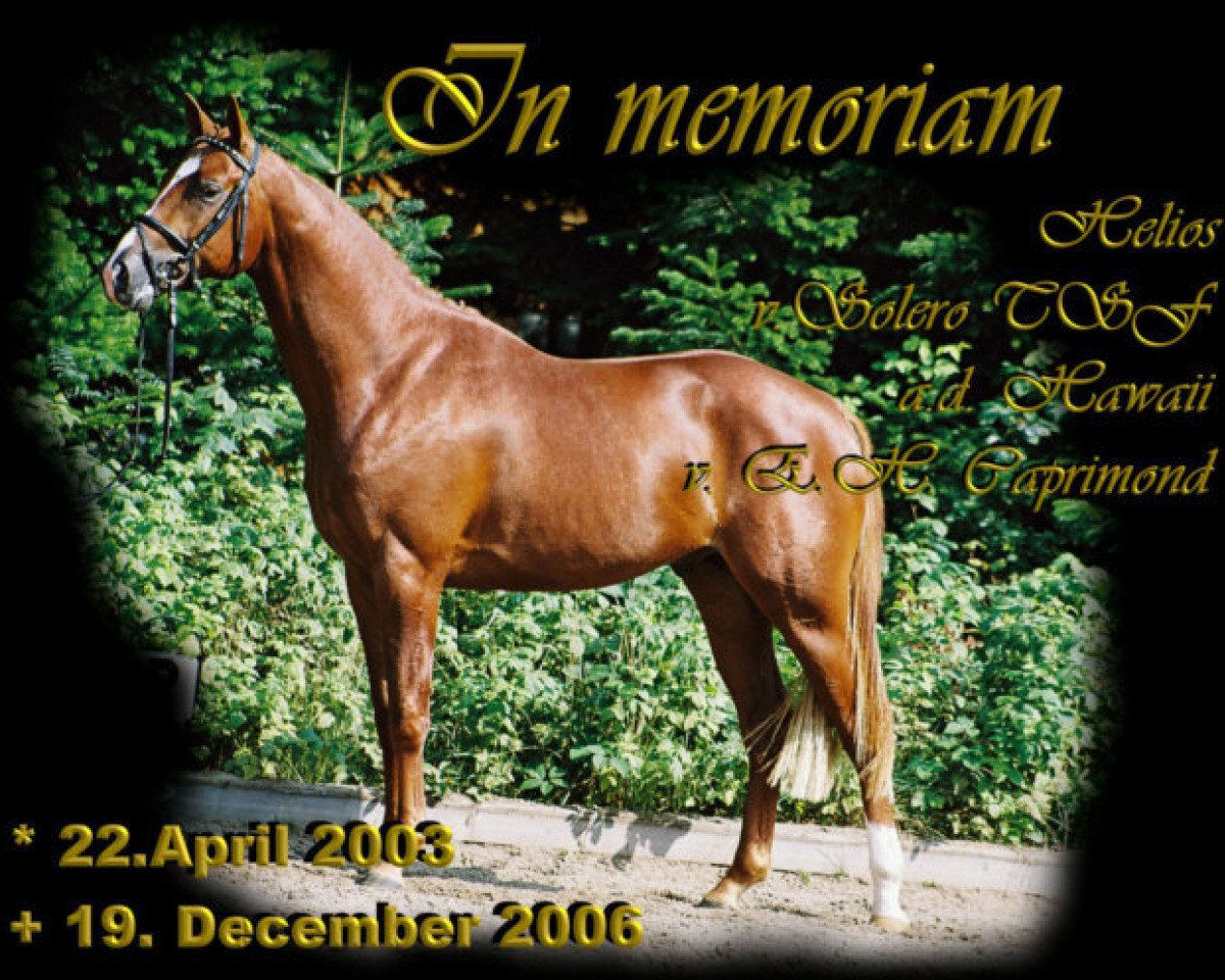horse Helios vom Forth (Trakehner, 2003, from Tannenhof's Solero TSF)