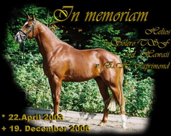 Pferd Helios vom Forth (Trakehner, 2003, von Tannenhof’s Solero TSF)